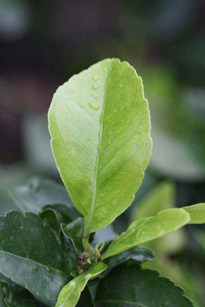                 Unifoliolate leaf (Cook, Riverside,   CA)       